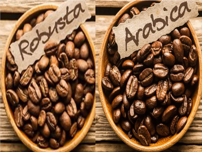 Robusta, Arabica, Blend und Single Origin: Was sind die Unterschiede der Kaffeesorten?